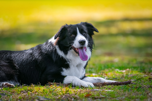 Border Collie puppy lying on the grass in the park and chewing a stick