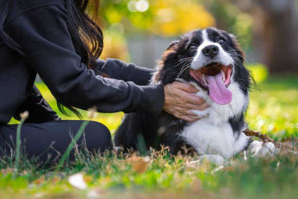 Border Collie puppy playing with a lady owner