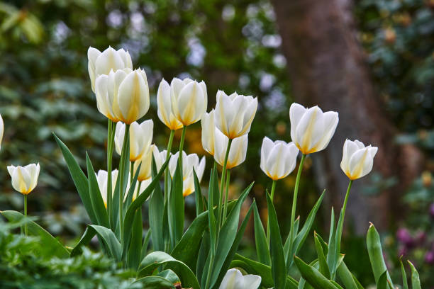 istock White tulips in my garden 1641740626