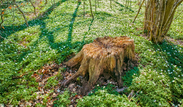 Anemone in spring forest Blooming anemone flowers in the spring forestBlooming anemone flowers in the spring forest wildwood windflower stock pictures, royalty-free photos & images