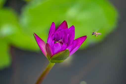 Beautiful purple waterlily or lotus flower in pond.