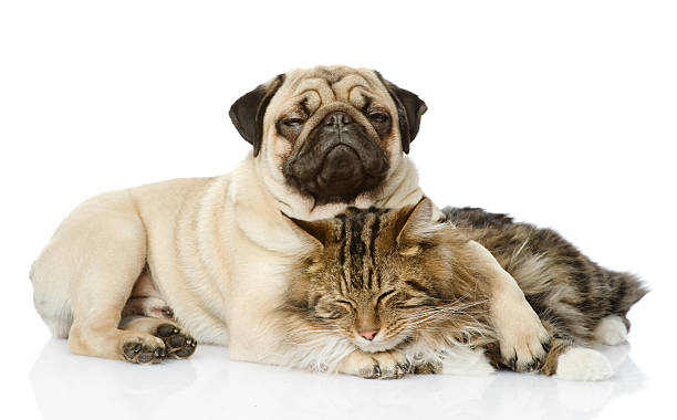A dog and a cat laying together on a white background the dog and cat lie together. isolated on white background  pug isolated stock pictures, royalty-free photos & images