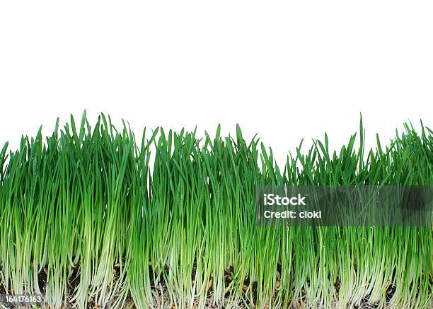 Gras Mit Cliping Weg Stockfoto und mehr Bilder von Gras - Gras, Hoch - Allgemeine Beschaffenheit, Clipping Path