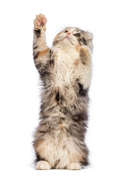 istock American Curl kitten, 3 months old, standing on hind leg 164176173