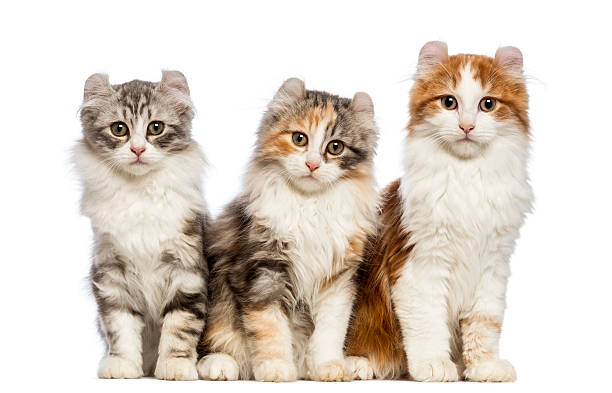 istock Three American Curl kittens, 3 months old, sitting 164176184
