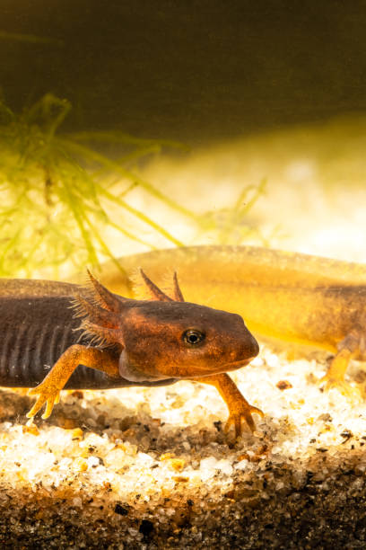 istock Close-up of two baby Himalayan newts or Himalayan salamanders. 1641762737