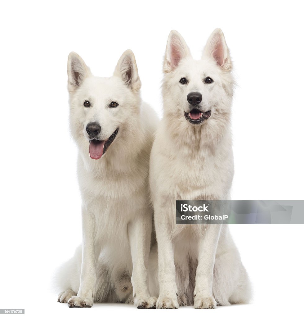 Zwei Schweizer Schäferhund Hund sitzend, Hecheln und Wegsehen - Lizenzfrei Domestizierte Tiere Stock-Foto