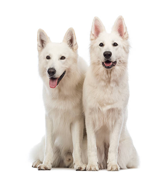 istock Two Swiss Shepherd dogs sitting, panting and looking away 164176738