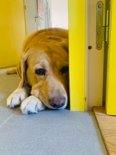 istock A golden labrador retriewer 1641771824