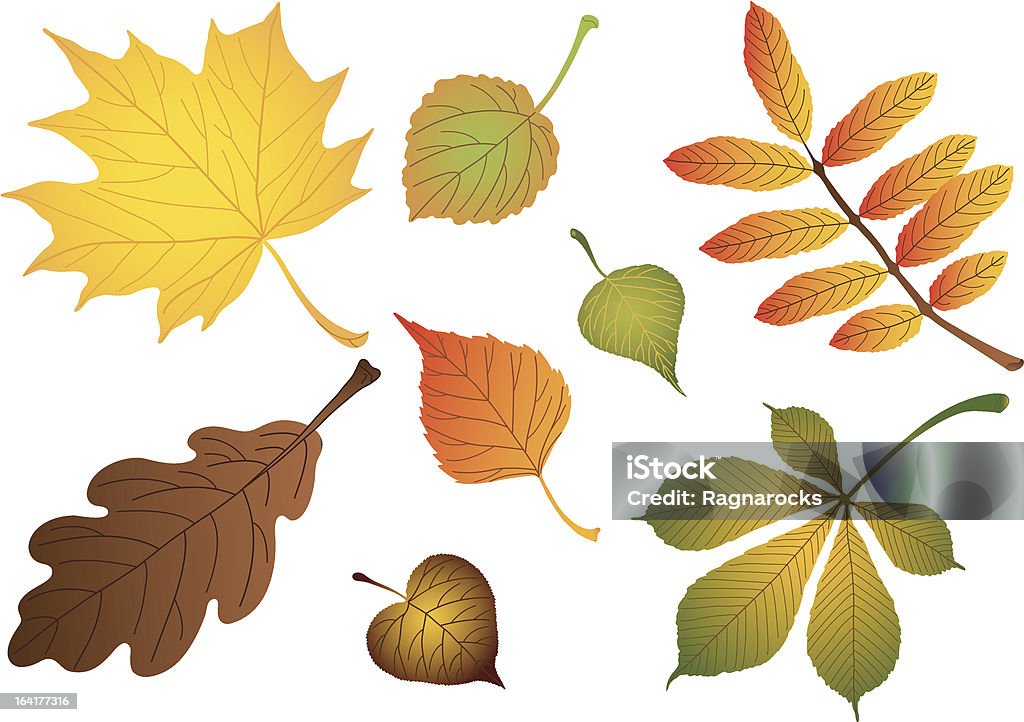 Conjunto de vetores de várias folhas de outono - Vetor de Amarelo royalty-free