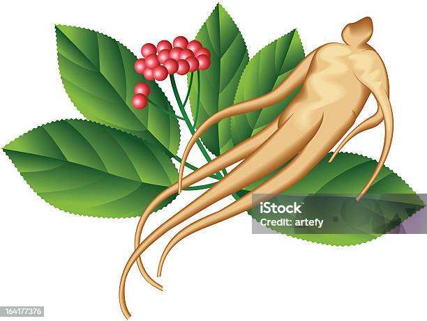 Ginseng Vecteurs libres de droits et plus d'images vectorielles de Ginseng - Ginseng, Vectoriel, Aliment