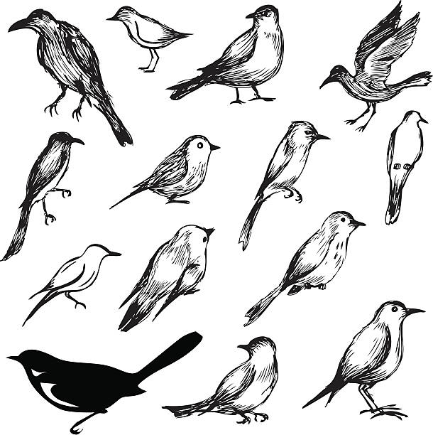 Plus d'oiseaux - Illustration vectorielle