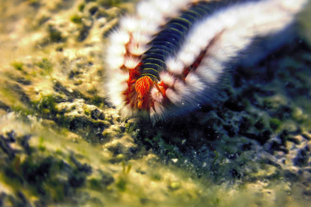 Bearded Fireworm (Hermodice carunculata) Bearded Fireworm (Hermodice carunculata) Underwater Mediterranean Sea bristle worm stock pictures, royalty-free photos & images