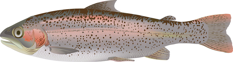 A shiny and speckled rainbow trout on a white background