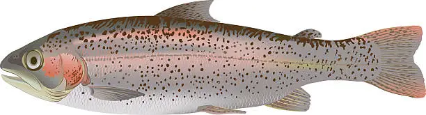 Vector illustration of A shiny and speckled rainbow trout on a white background