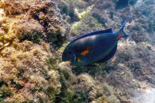The Sohal Surgeonfish, sohal tang (Acanthurus sohal) The Sohal Surgeonfish, sohal tang (Acanthurus sohal) Marine life colorful sohal fish (acanthurus sohal) stock pictures, royalty-free photos & images