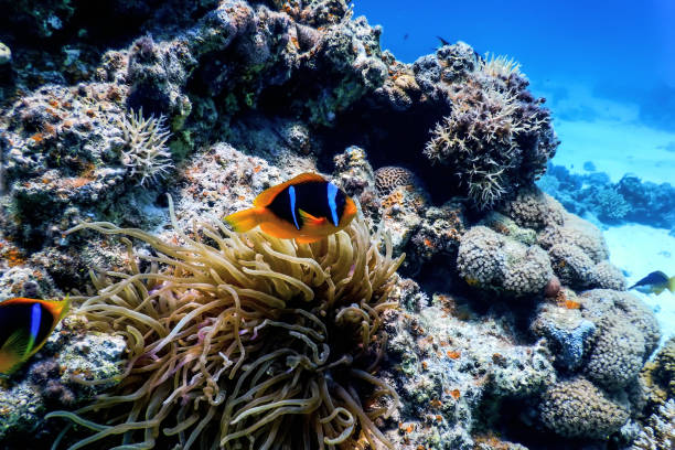 istock Red Sea clownfish (Amphiprion bicinctus) Red Sea 1641788728