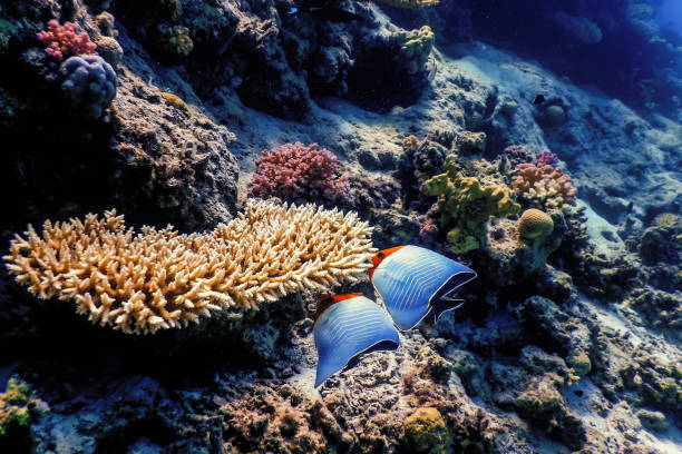 Hooded butterflyfish (Chaetodon larvatus) Coral fish, Tropical waters, Marine life