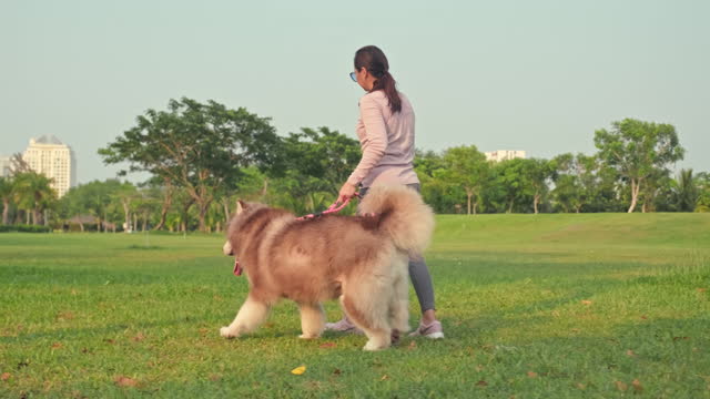 Woman Walking with Big Fluffy Dog with Sore Paws in Park