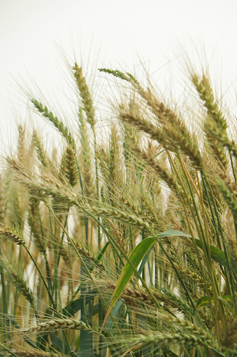 Spelt (Triticum spelta; Triticum dicoccum), also known as dinkel wheat or hulled wheat, is a species of wheat that has been cultivated since approximately 5000 BC.