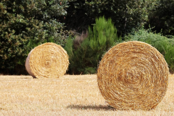 istock Selective focus. Two bales of straw from the cereal crop after harvest. Space for text 1641800859