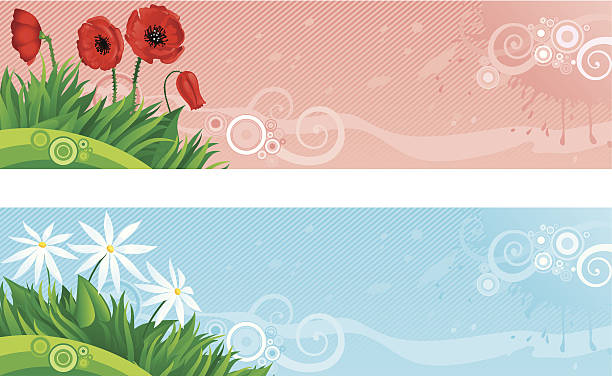 ilustraciones, imágenes clip art, dibujos animados e iconos de stock de blanco y rojo amapola camomiles - poppy flower field red