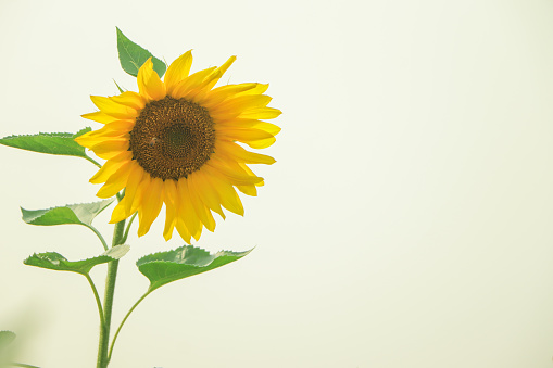 Sunflower flower on agriculture field