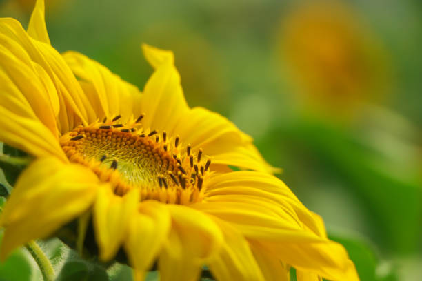 Free Stock Photo of A close up of a sunflower | Download Free Images ...