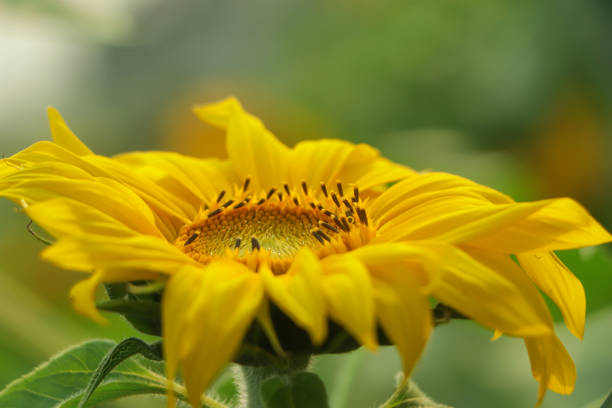 istock Sunflower closeup background in a yellow field 1641803882