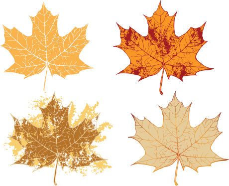 Autumn maple grunge leaves-vector sketch of variants with attritions and different color