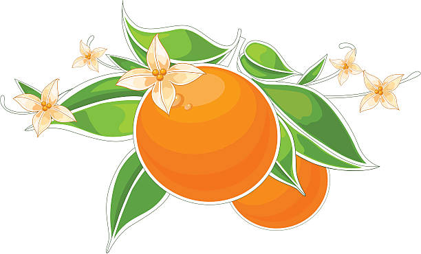 vector decorative orange fruit with branch vector art illustration