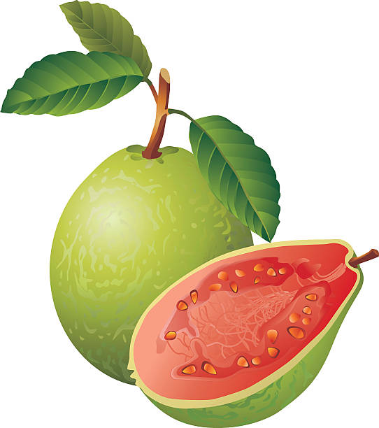 Guava Vector image of a guava guava photos stock illustrations