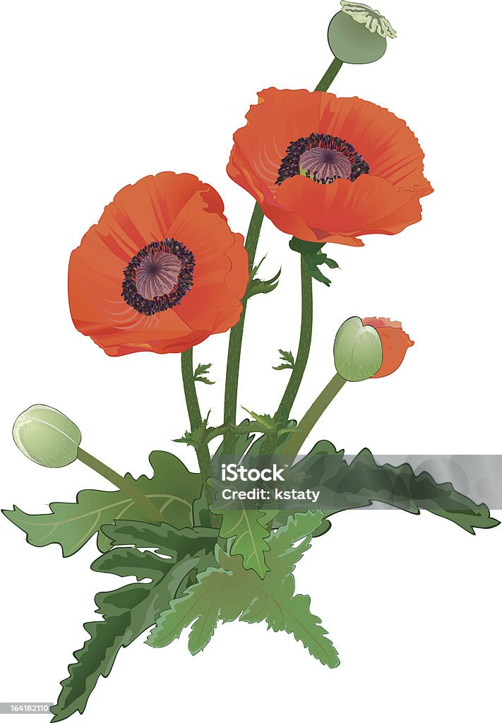 Fleur de pavot - clipart vectoriel de Bouquet formel libre de droits