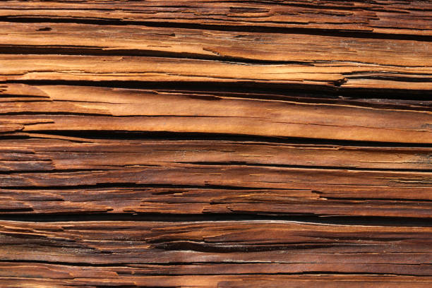 istock Close-up of the trunk of an old tree, bark texture. 1641825035