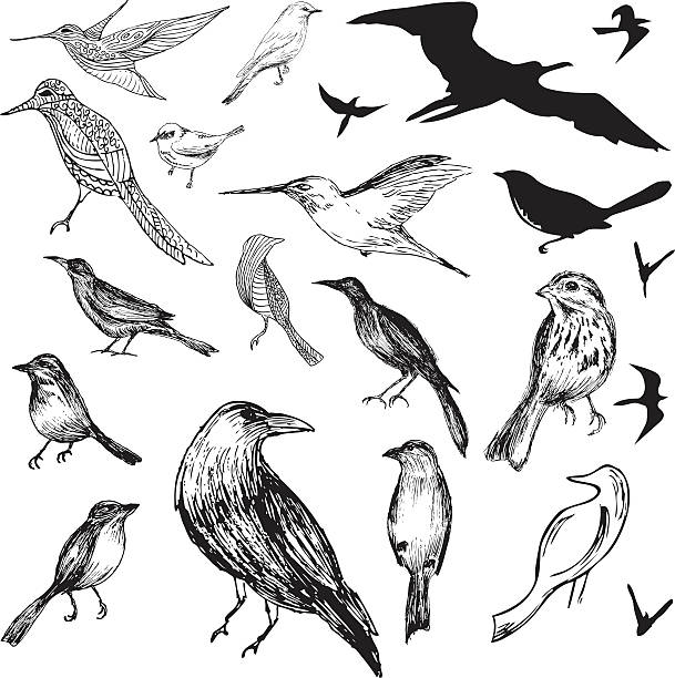Des oiseaux - Illustration vectorielle