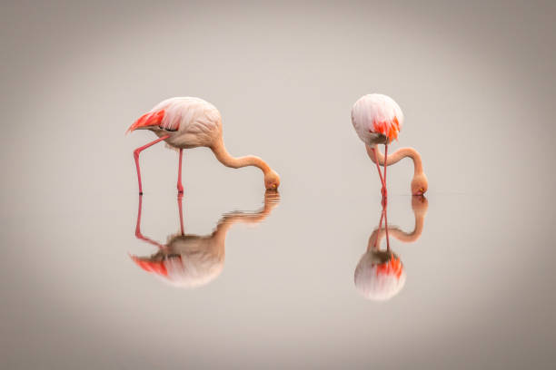 flamingi większe ( phoenicopterus ruber roseus) we mgle z odbiciem na powierzchni, zatoka walvis, namibia. - flamingo bird medium group of animals animals feeding zdjęcia i obrazy z banku zdjęć