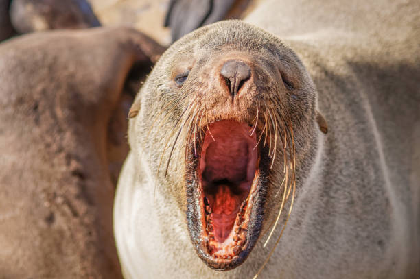istock A brown fur seal (Arctocephalus pusillus) yawning, Cape Cross, Namibia. 1641827720