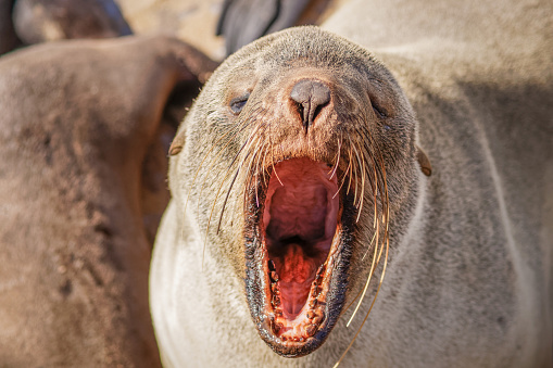 A brown fur seal (Arctocephalus pusillus) yawning, Cape Cross, Namibia.  Horizontal.