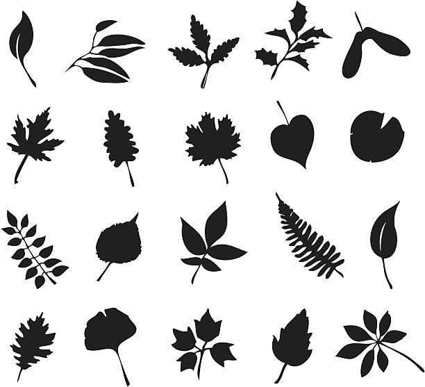 Study of leaves "Set of various leaves including, maple, linden, ginkgo, oak, ash, fern, walnut, holly, waterlily and more" nature silhouettes stock illustrations
