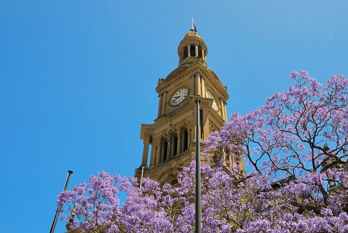 Sydney, New South Wales, Australia - October 11, 2022: a flowering jacaranda tree frames the clock tower at Sydney Town Hall on a sunny spring day with clear blue skies