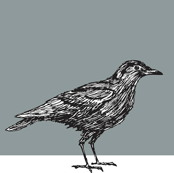 Crow - Illustration vectorielle