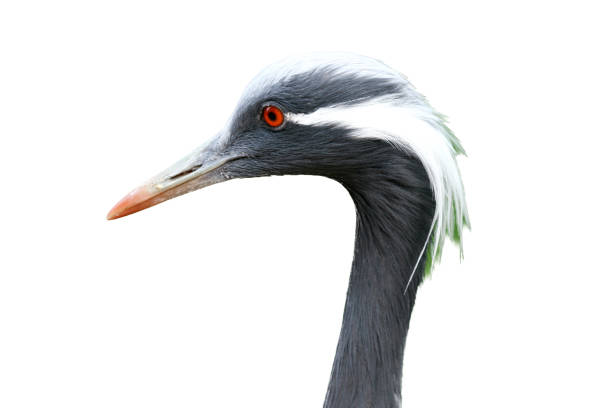 istock Demoiselle Crane (Anthropoides virgo) 1641857813