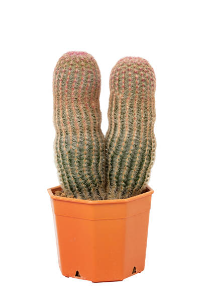istock Two cactus in a orange pot isolated on white background. 1641864561