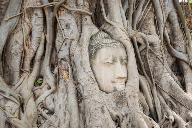 istock Buddha Head in Ayutthaya, Thailand. 1641865072
