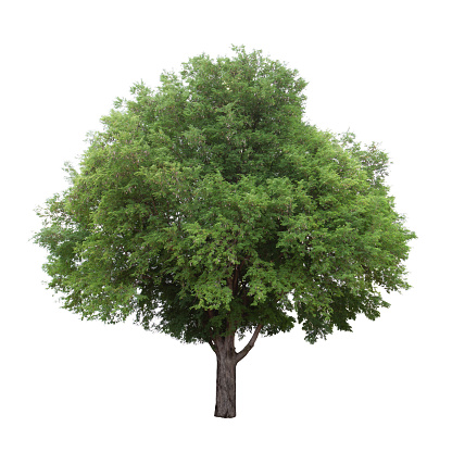 The tamarind tree in the northeast of Thailand isolated on white background.