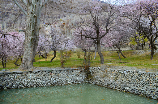 Spring emerges at Altit Fort Hunza in a vibrant symphony of colors. Amidst ancient walls, the garden becomes a canvas where the delicate shades of spring intertwine, breathing life into the historic Altit Fort.