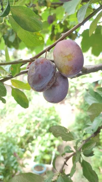 istock Rotten plum and firm plum 1641870875