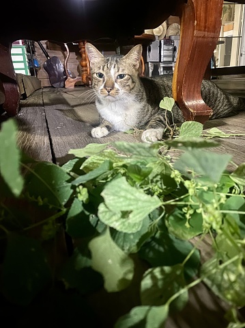 The ordinary tiger-patterned domestic cat is currently being introduced to catnip, a plant that induces a pleasurable response in cats. This plant's effects are causing these cats to roll and frolic with delight, to the point where they need to recline and rest due to the intensity of their reactions.