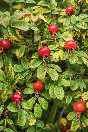 red rosehip berries on bushes