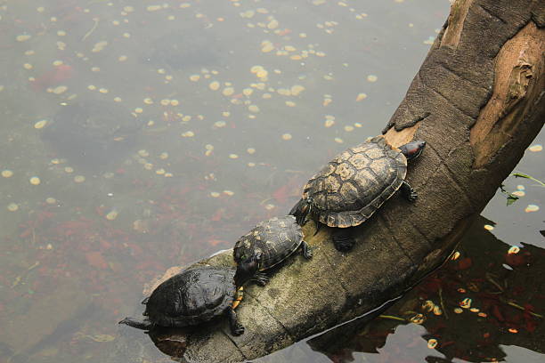 Famiglia di tartaruga - foto stock